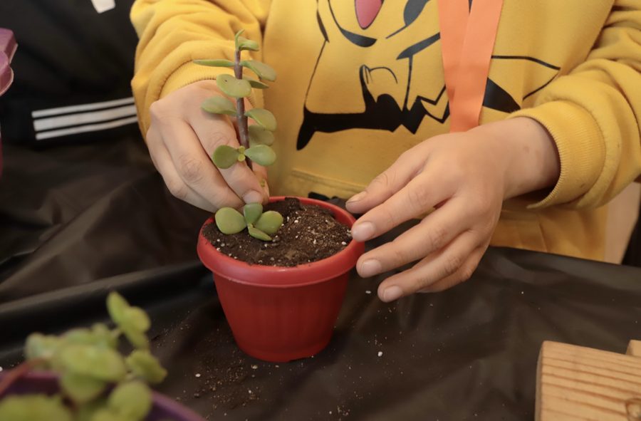 Taller de Plantas y Suculentas